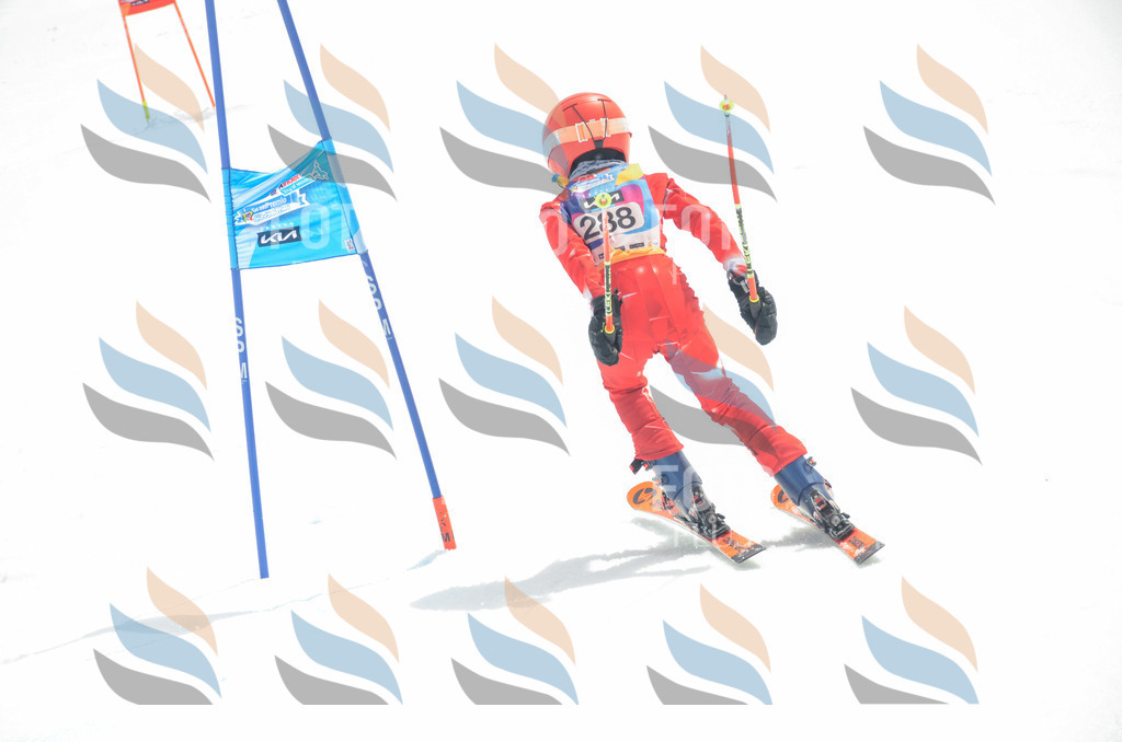 _ELE8063 | holidayphoto