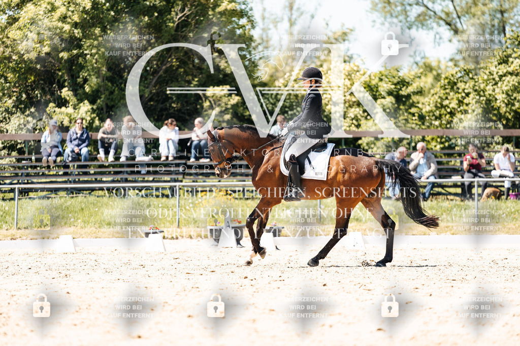 CK905790 | Turnierfotografie Pferdefotografie Trier Rheinland-Pfalz Pferdesport Reitsport Tierfotografie Sportfotografie Pferdevideo Pferdevideografie Equestrianvideography equestrianphotography  - Realisiert mit Pictrs.com