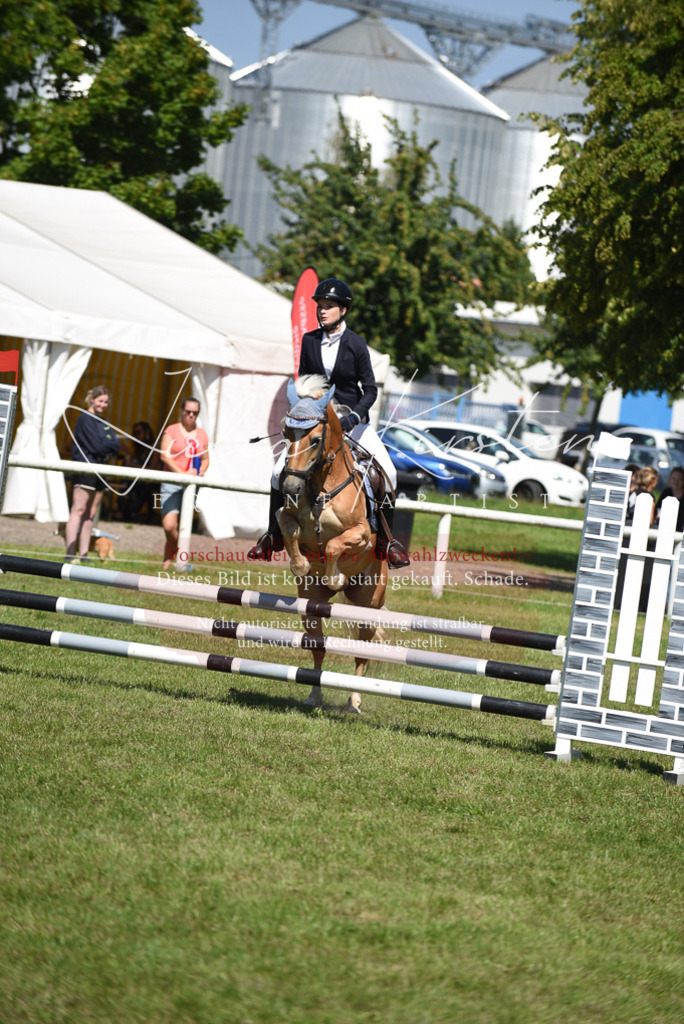 DSC_9619 | Pferde- und Turnierfotografie in Westsachsen. Pferdeportraits, Auftragszeichnungen und intuitive Kunst.