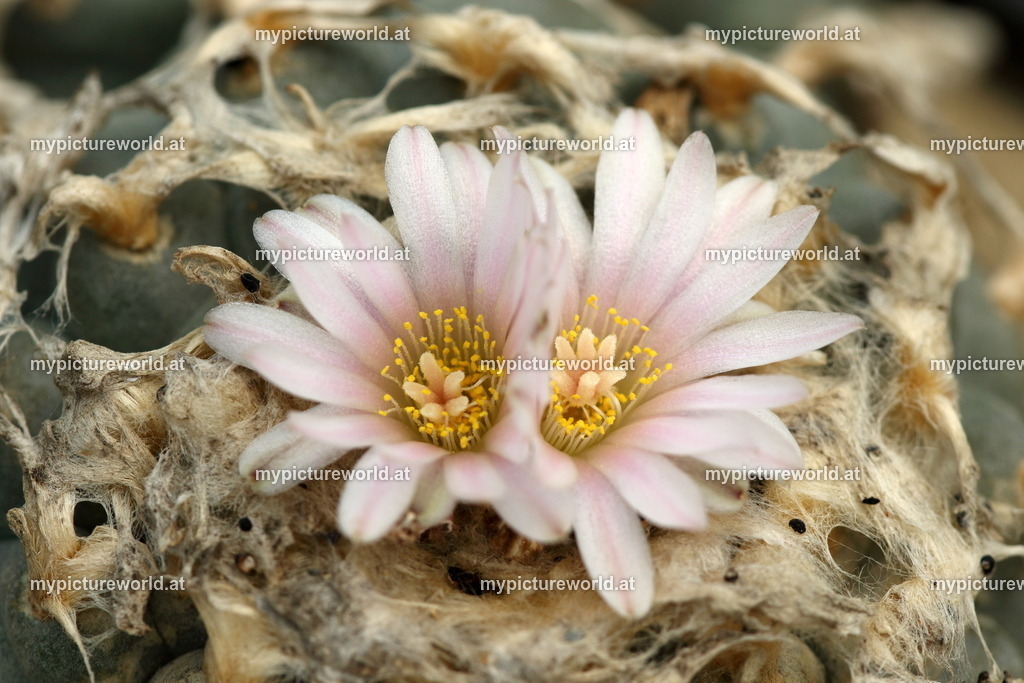 Lophophora williamsii-003 | Das Bilderarchiv über Tiere, Planzen und Landschaften. In der Bilddatenbank finden Sie ein große Auswahl an hochwertigen Bilder für Ihre Werbung - Realized with Pictrs.com