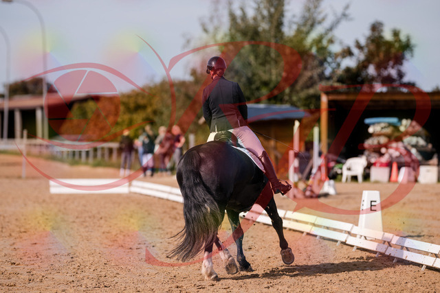 2026_10_03_Siefer-Hof_120704_Z81_08743015 | Professionelle Reitsport-, Turnier- und Eventfotografie von Robert Broda. Galerien mit ausgewählten und bearbeiteten Bildern direkt online ansehen und bestellen.