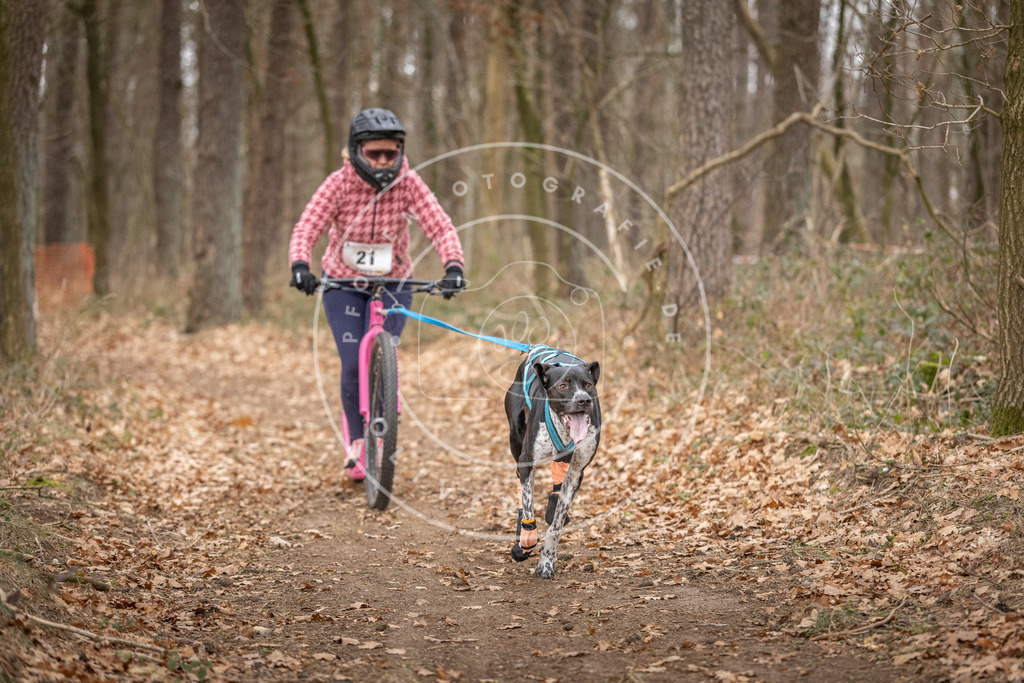 Pfotenfotografie_DV3A7530 | Hundefotografie, Tierfotograf, Pfotenfotografie, Fotoshooting Hund, Hunde Portrait, Hundesport, Hundeportraits, Heideshooting, Hunde, Sportfotograf, Hundefotograf, Turnierhundsport, THS,  - Realisiert mit Pictrs.com