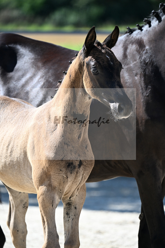 Kat-Nr. 12 Cadeau Noir x Royal Classic_HF_Lechner_26250128 | hf-fotografie - Realisiert mit Pictrs.com
