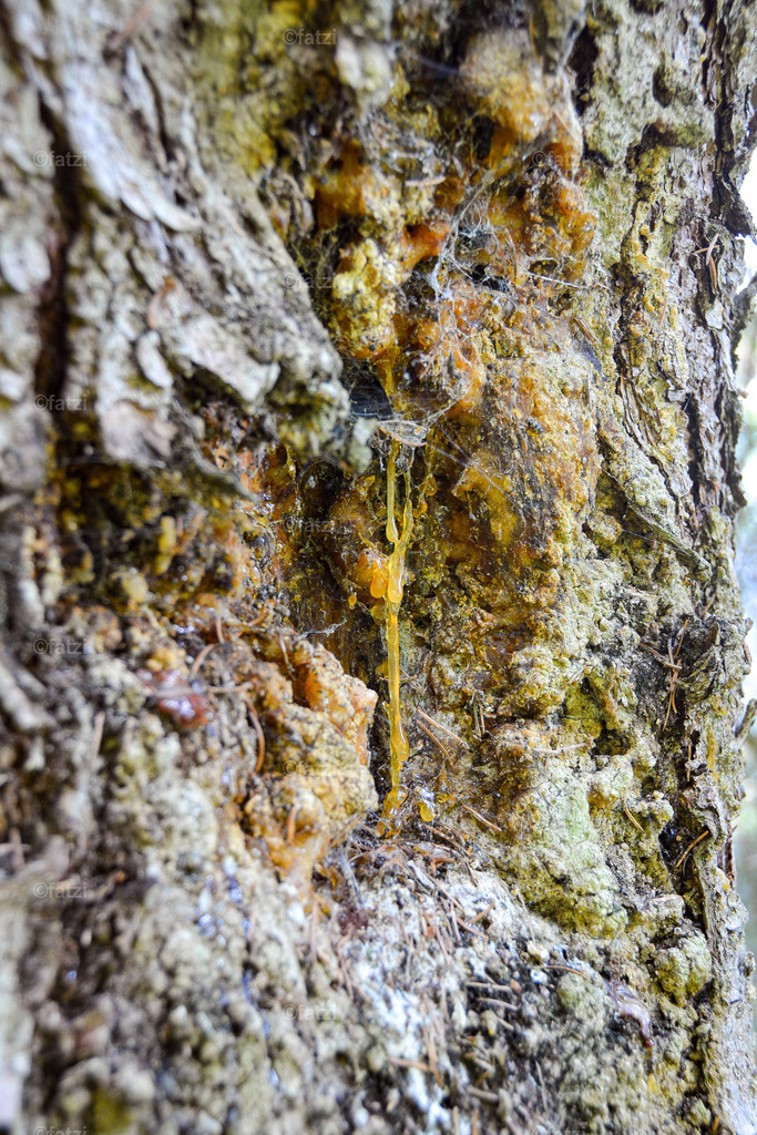 Baumharz__fatzi142041_1 | Fatzi Bilder-Archiv! 
Die Bilder sind für private Nutzung lizenzfrei. Die kommerzielle Nutzung ist möglich und erwünscht, jedoch bitte ich um vorherige Kontaktaufnahme per E-Mail (info@fatzi.at) oder unter +43 650 7828269 - Realisiert mit Pictrs.com