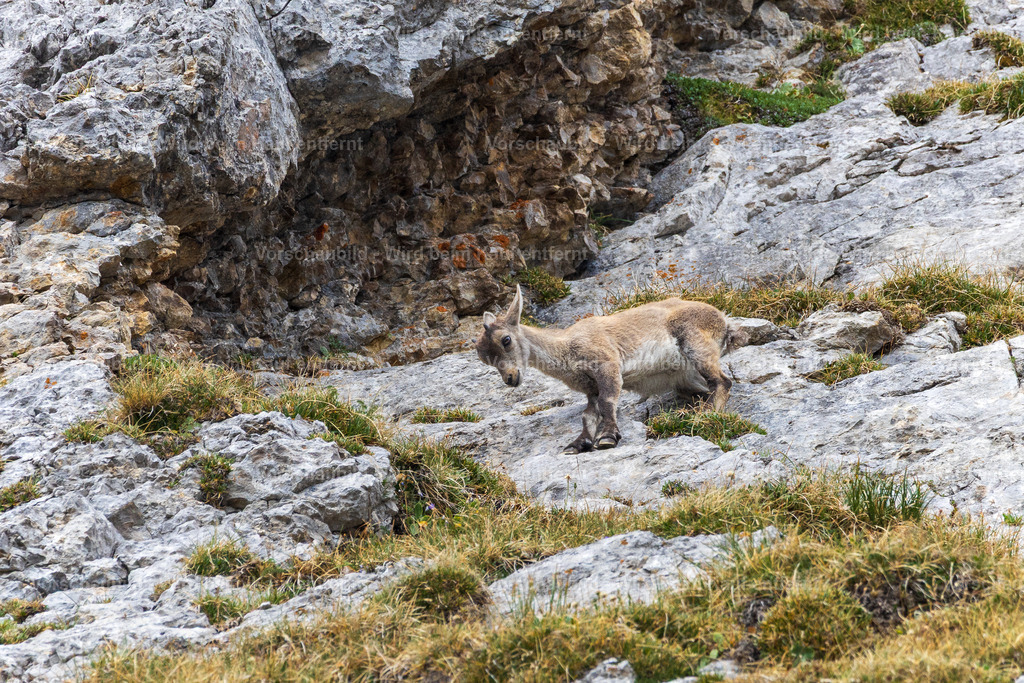Steinbock am Pilatua | Stimmungsvolle Fotokunst aus Luzern. Erlebe den Pilatus, den See und die Stadt Luzern in exklusiven Aufnahmen in der Fotogalerie & Shop. - Realisiert mit Pictrs.com