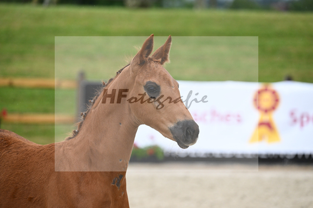 Kat-Nr. 50 SF Fidertanz_Haas_17231587 | hf-fotografie - Realizzato con Pictrs.com