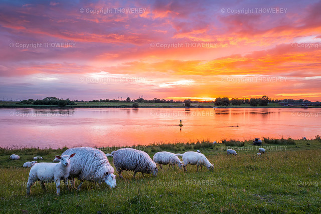 Schafe am Deich | Emsdeich bei Leeort - Realizado com Pictrs.com