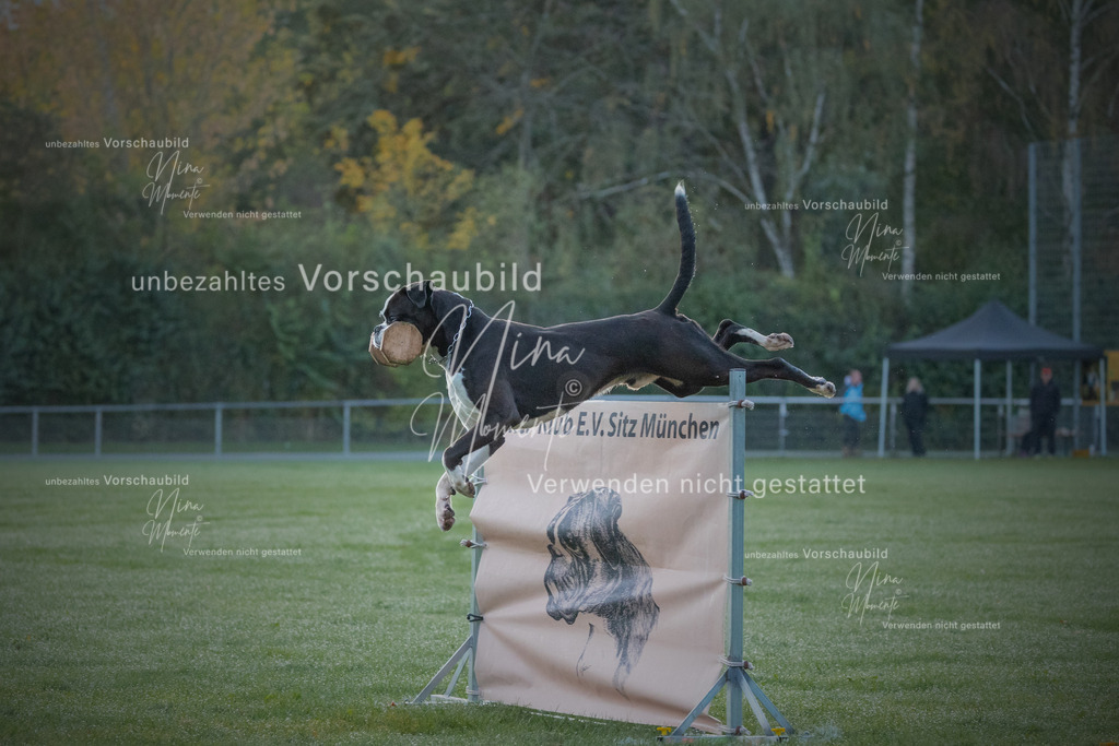_16A5747-12 | Einzigartige Fotos von Hunden & Menschen –Actionfotos, Portraits, Vereinsaufnahmen & Paarshootings – authentisch, lebendig & mit Herz.