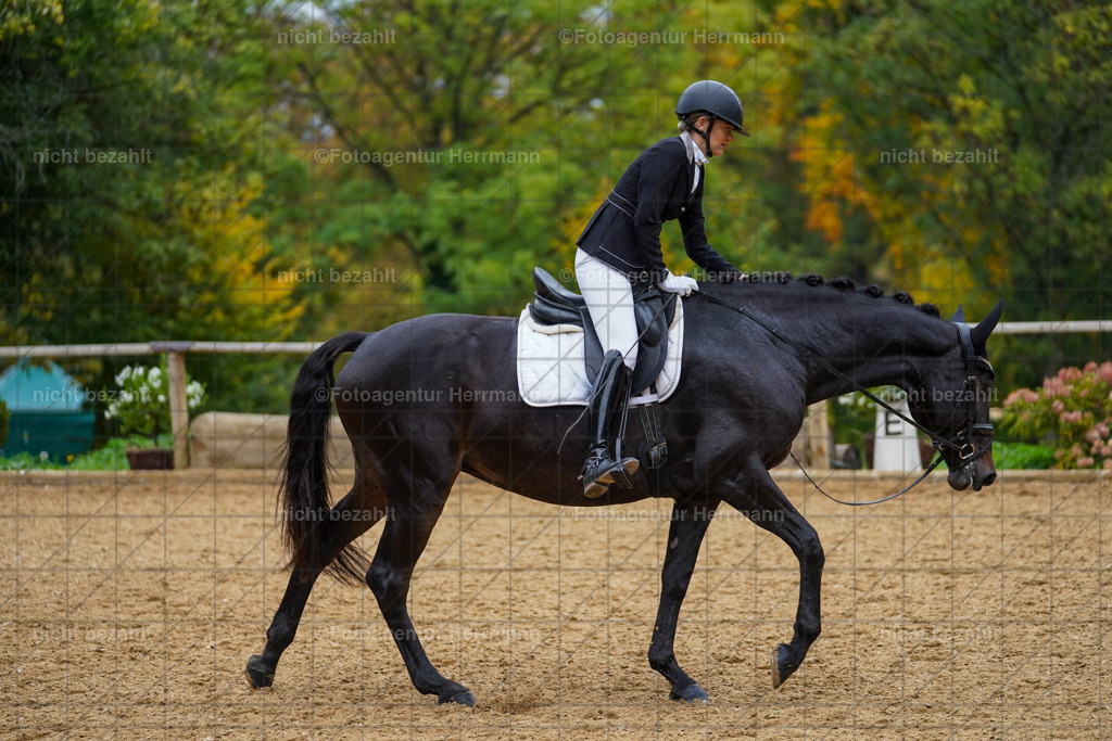 20221008-FAH01926 | Diessen am Ammersee, 2022, Dressur- und Springturnier, Reitsportbilder, Turnierfotografen Bayern, Pferdefotografen, Fotoagentur Herrmann, Turnierbilder
