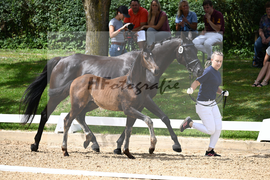Kat-Nr. 20 HF DSP Va Bene x Fuerstenball_Haertl_27230366 | hf-fotografie - Realisiert mit Pictrs.com