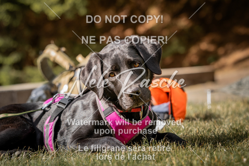 nelerasche_SaAbends_86 | nelerasche - Realisiert mit Pictrs.com
