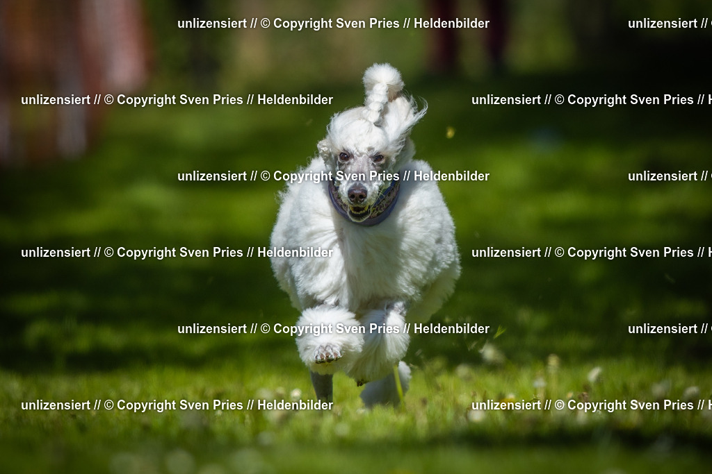 Hunderennen_April_2026_356 | 2026-04-26 - Hunderennen Baden-Oos April 2026 - Realisiert mit Pictrs.com
