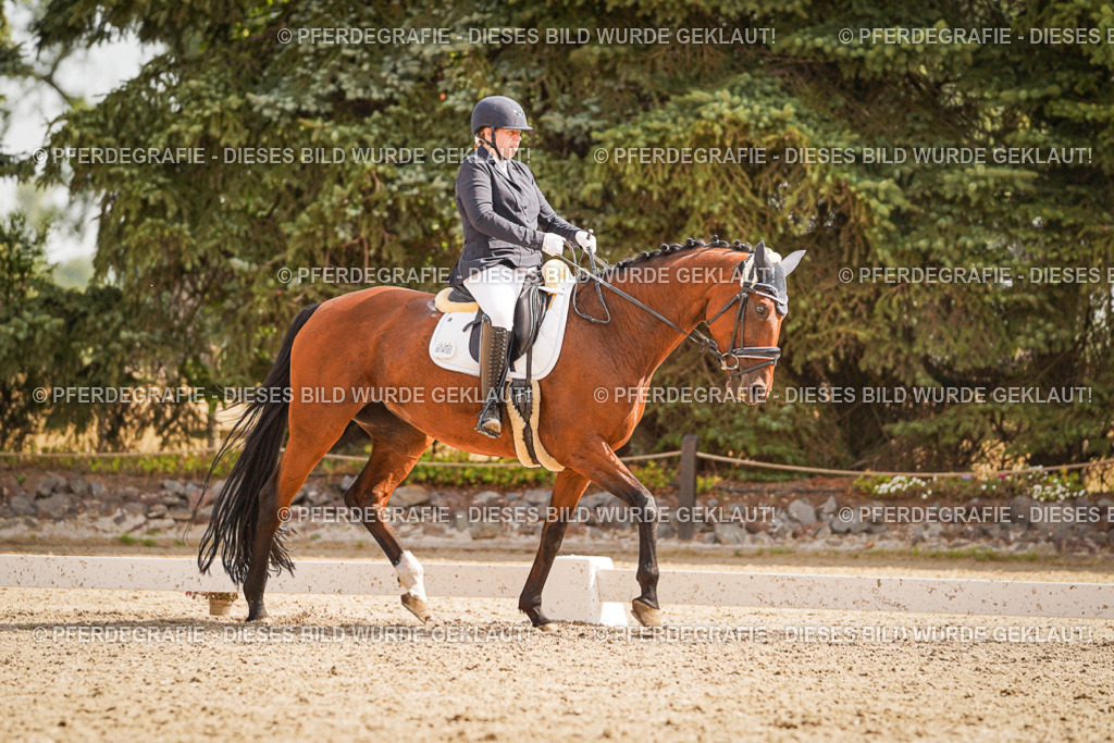 DSC01288 | Pferdegrafie