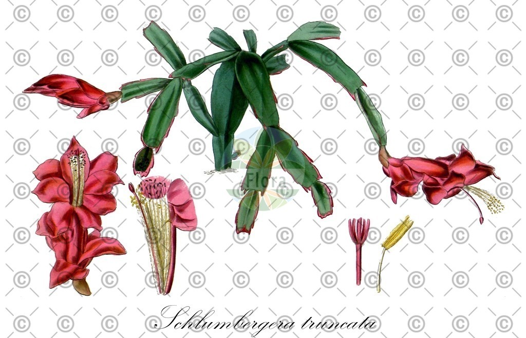 HistAbb_wfo-0000504927_1_ENZY_Simple | Historische Abbildung von Schlumbergera truncata - Cactaceae (Gliederkaktus) | Historical Illustration of Schlumbergera truncata - Cactaceae