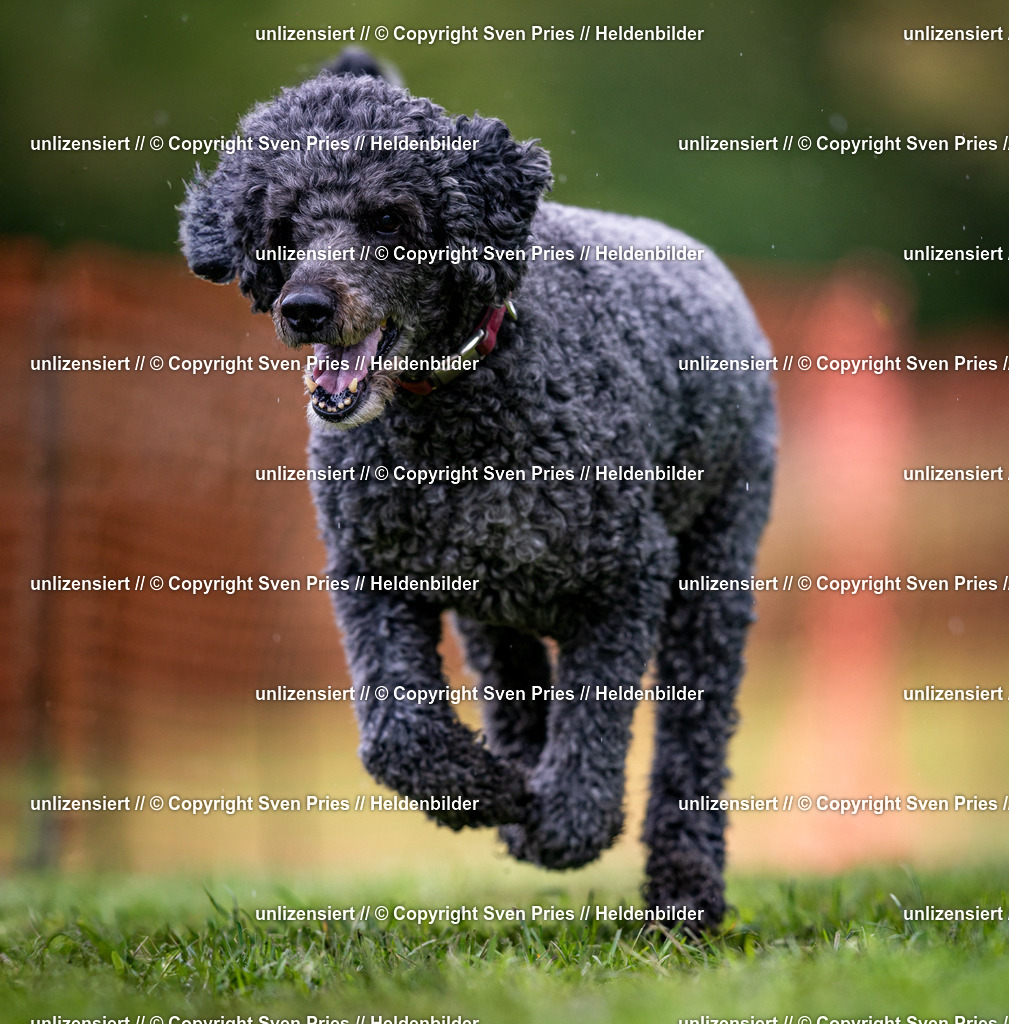 Sven Pries | 2024-04-21 - Hunderennen Baden-Oos
Foto: Sven Pries - Realisiert mit Pictrs.com