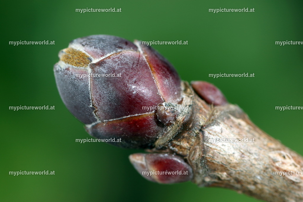 Feldahorn-001 | Das Bilderarchiv über Tiere, Planzen und Landschaften. In der Bilddatenbank finden Sie ein große Auswahl an hochwertigen Bilder für Ihre Werbung - Realized with Pictrs.com