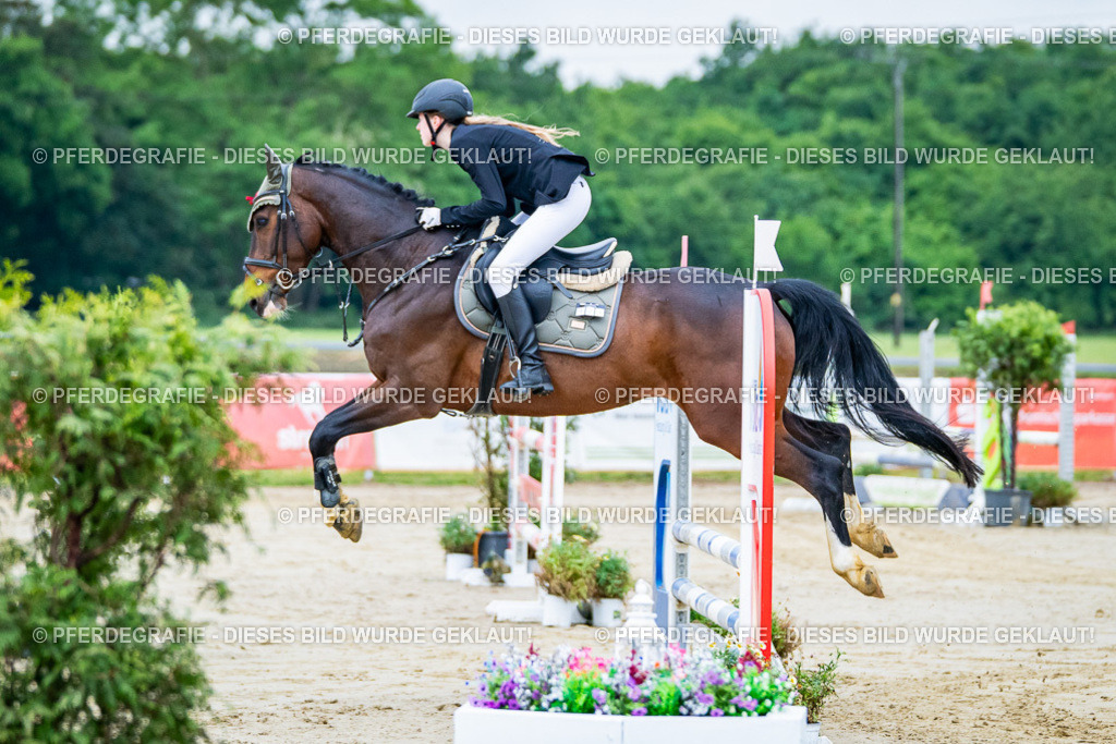 DSC01023 | Pferdegrafie