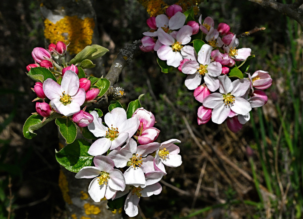 Apfelblüte02-1 | lucisnaturbilder - Realisiert mit Pictrs.com