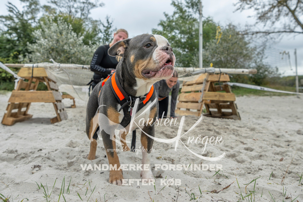 1101_ZZ95233 | kk-dogfotos