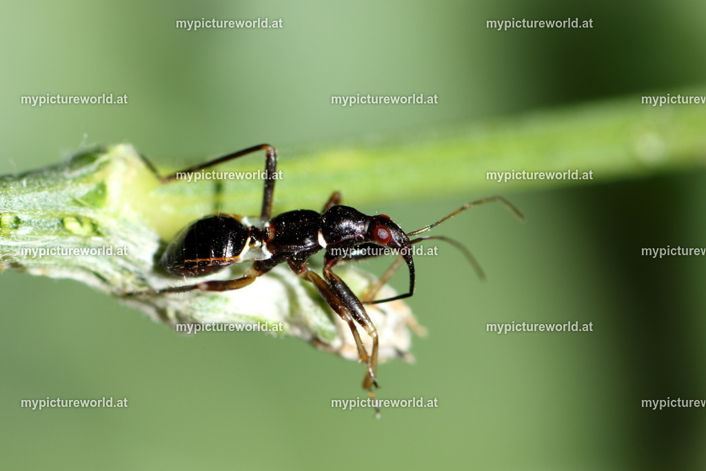 Himacerus mirmicoides-004 | Larve von Ameisensichelwanze - Realisiert mit Pictrs.com