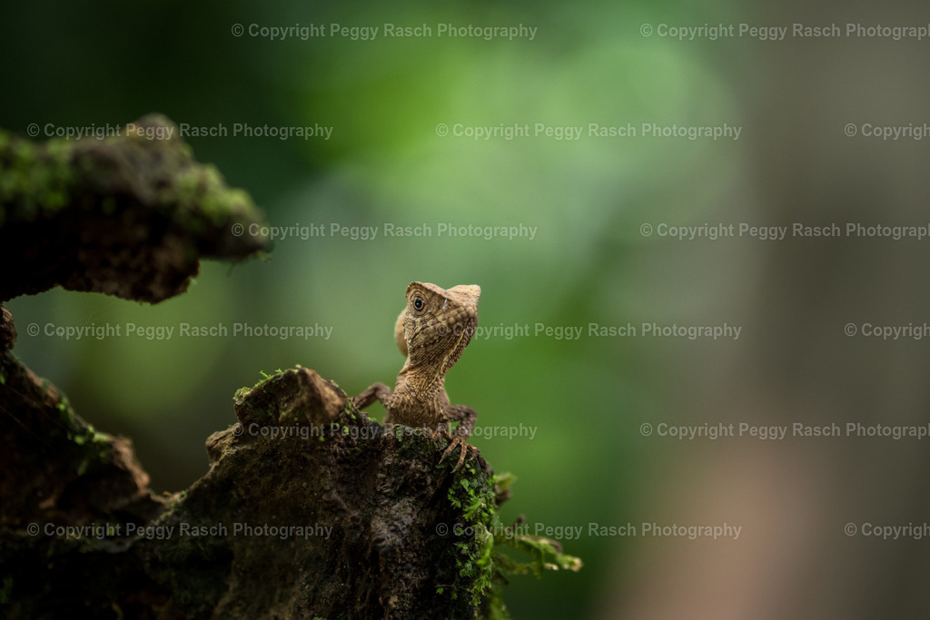 Lizard (8) | PeggyRaschPhotography - Realisiert mit Pictrs.com