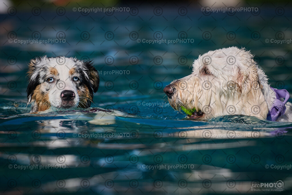 195_202509_4Hundebadetag_NZ9_2761 | proPHOTO - Realisiert mit Pictrs.com