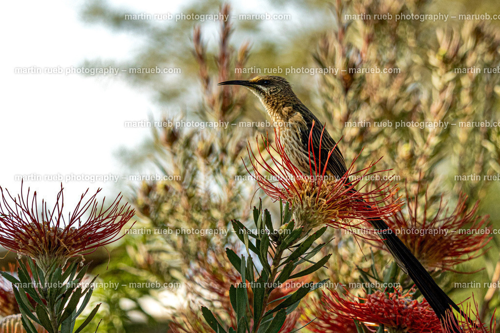 Birds of proteas | Kaphonigfresser (Promerops) on a protea - Realisiert mit Pictrs.com