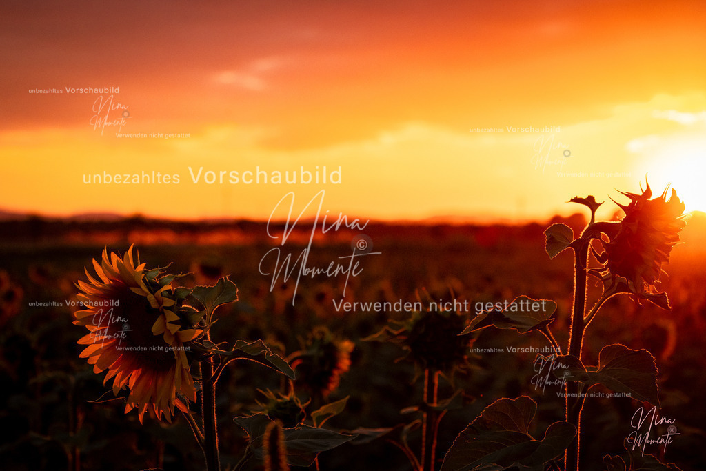 _16A3696-1 | Einzigartige Fotos von Hunden & Menschen –Actionfotos, Portraits, Vereinsaufnahmen & Paarshootings – authentisch, lebendig & mit Herz.