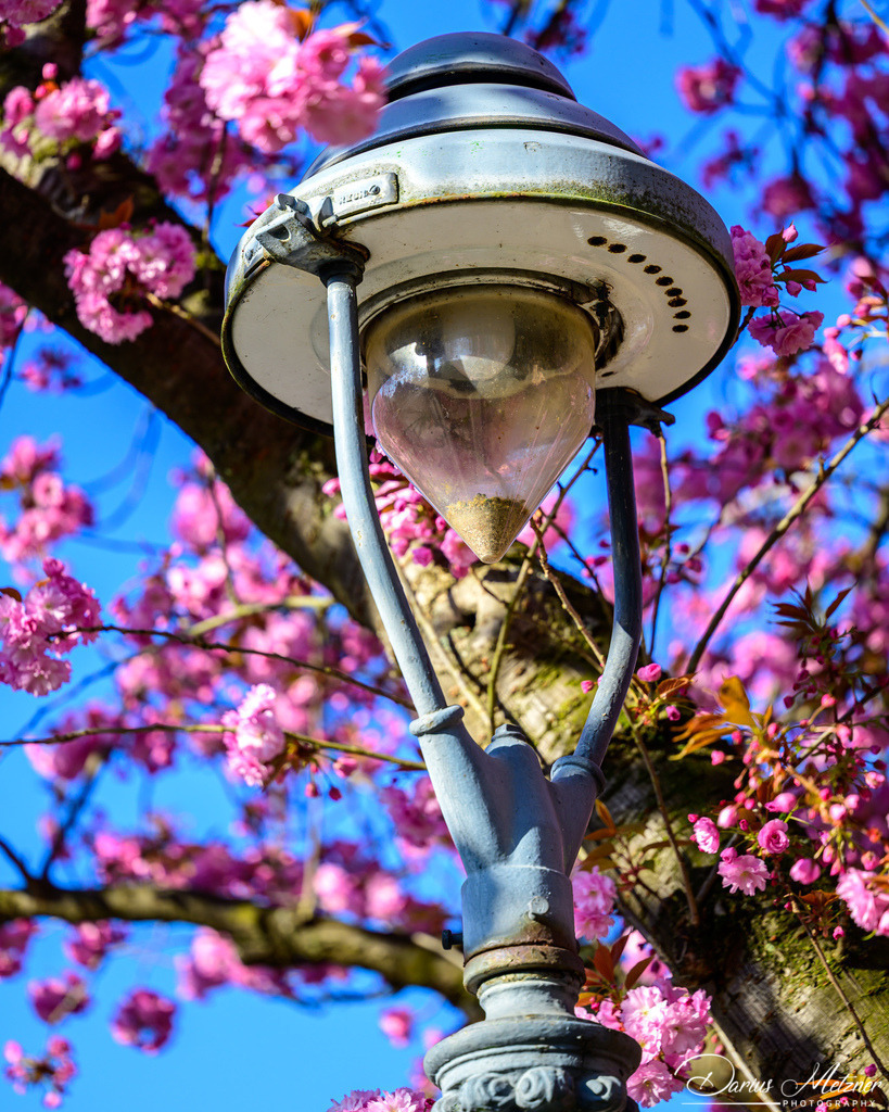 DSC_8609 | Fotografien, Fotos und Bilder aus Mainz, Frankfurt, Wiesbaden und anderen Orten auf der Welt - Fotografiert von Darius Metzner