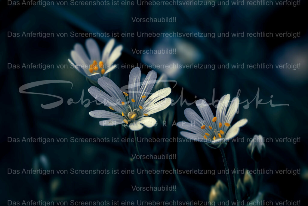 Wandbild Sternmiere | People- und Tierfotografie, Imageaufnahmen, Veranstaltungsfotografie und Wandbilder aus der Natur ★ Made in Germany ✔️ Druck + Downloads ✔️ Naturfotografie in Top Qualität ★ schneller Versand, weltweite Lieferung! - Realisiert mit Pictrs.com