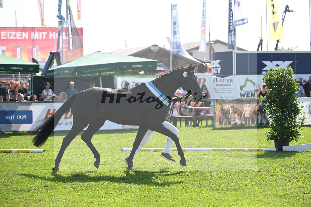 Kat-Nr. 12 Black Besinda H.S_7 | hf-fotografie - Realisiert mit Pictrs.com