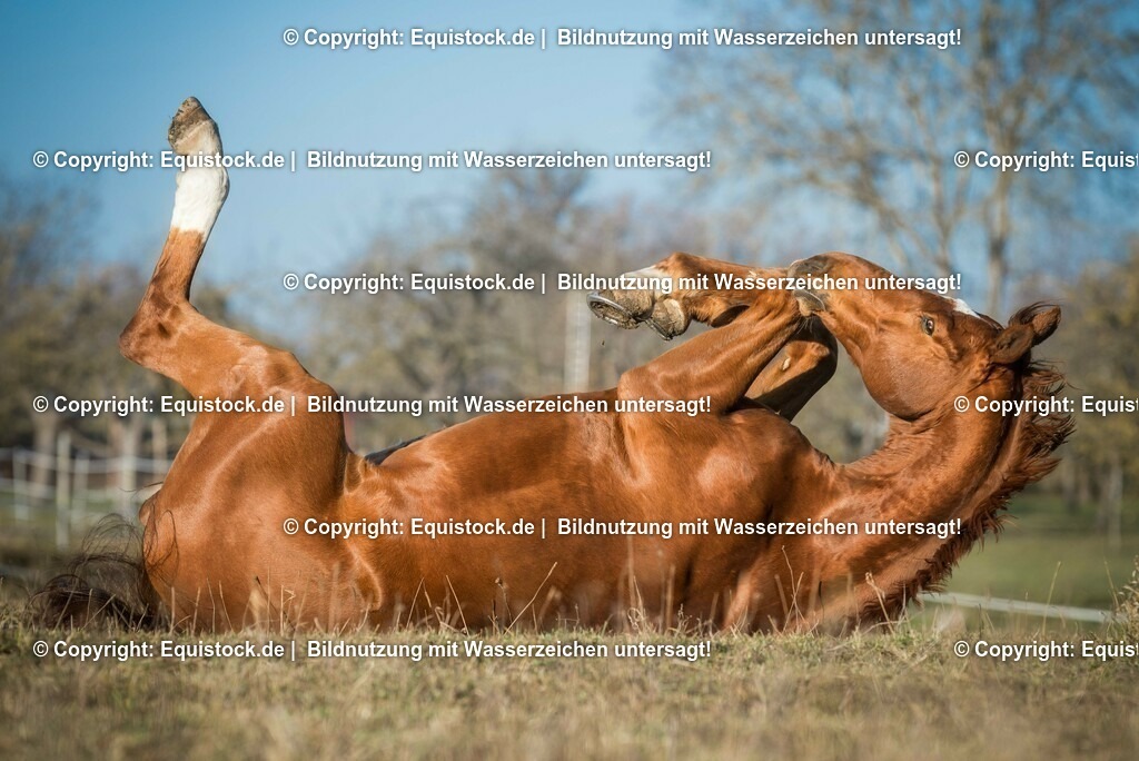 20151214_Pferd_auf_Koppel_0002 | equistock