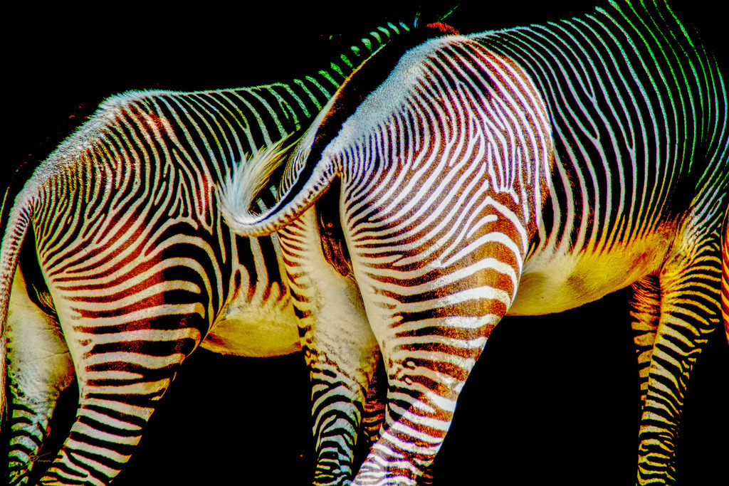 Zebras | www-pimpup-me - Realisiert mit Pictrs.com