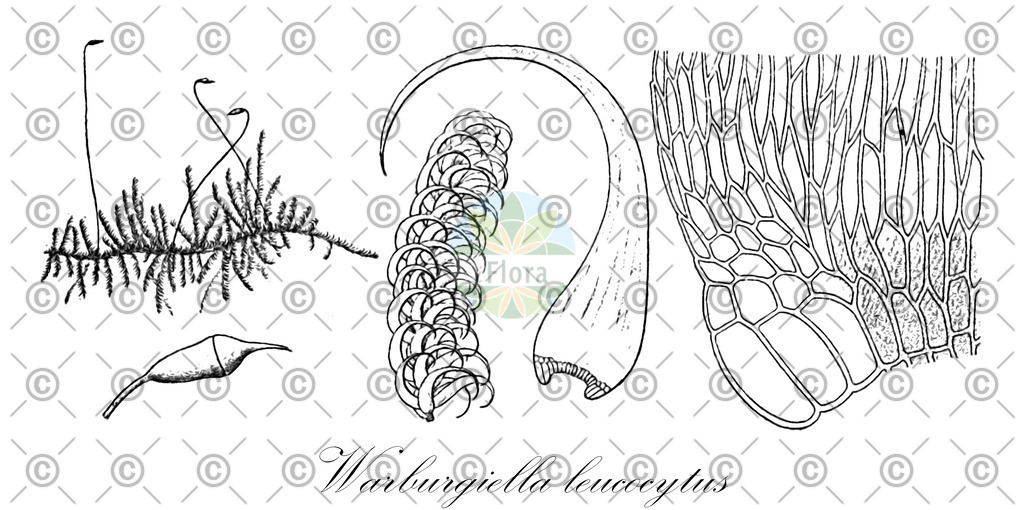 HistAbb_wfo-0001161268_2_ENZY_Simple | Historische Abbildung von Warburgiella leucocytus - Sematophyllaceae | Historical Illustration of Warburgiella leucocytus - Sematophyllaceae