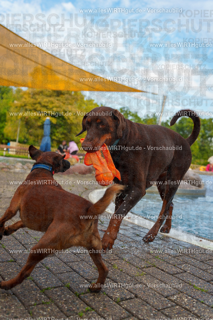 Hundeschwimmen_Grefrath_2026-allesWIRTHgut_Tierfotografie-09_43-7R502465 | Professionelle Tierfotografie in Mönchengladbach von Daniel Wirth (allesWIRTHgut). Liebevolle & natürliche Bilder von Hunden & Katzen für unvergessliche Erinnerungen.