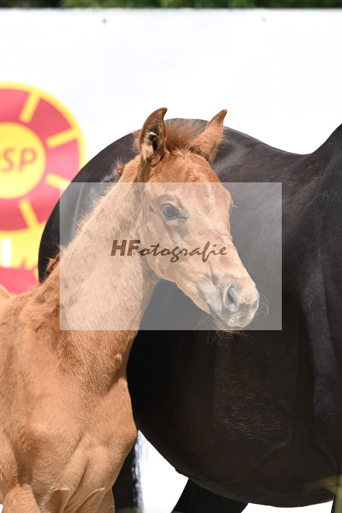 Viva Vegas x Top Gear_HF_Leder_12250454 | hf-fotografie - Realisiert mit Pictrs.com