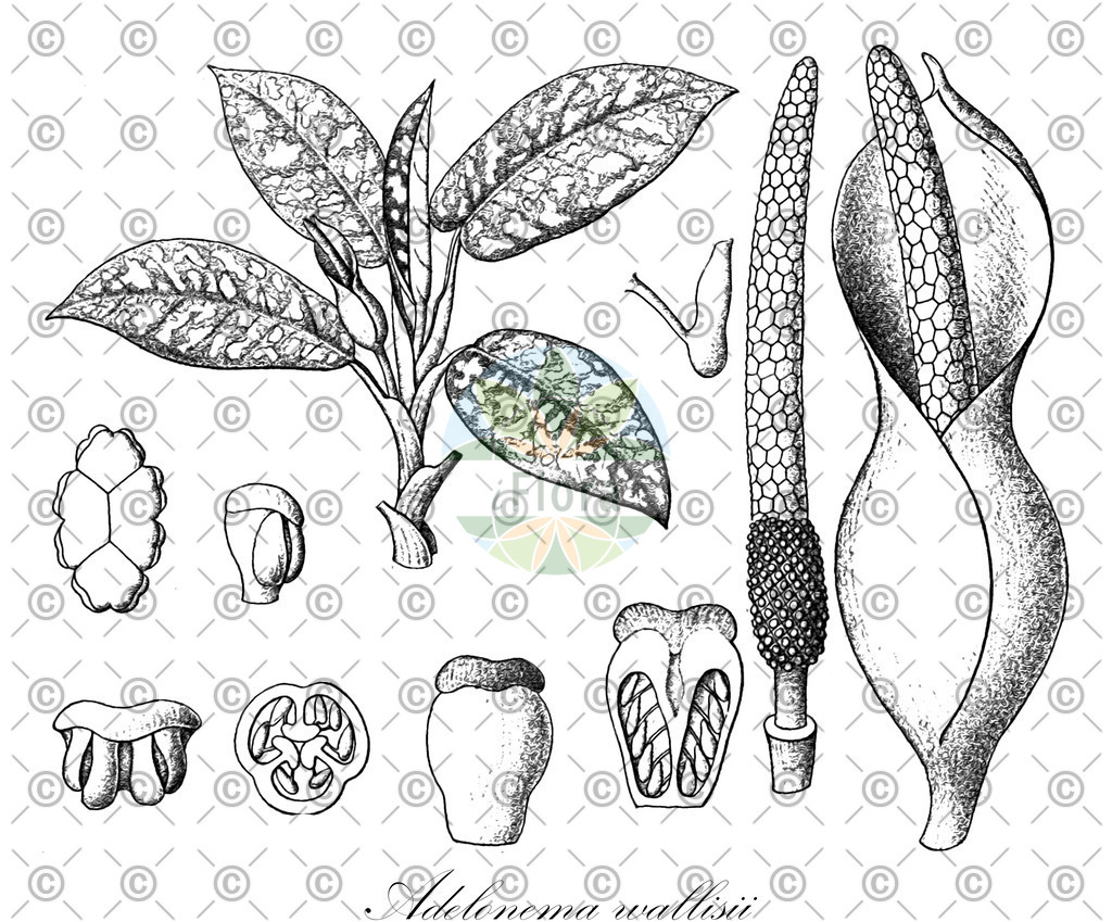 HistAbb_wfo-0001345679_2_ENZY_Simple | Historische Abbildung von Adelonema wallisii - Araceae | Historical Illustration of Adelonema wallisii - Araceae