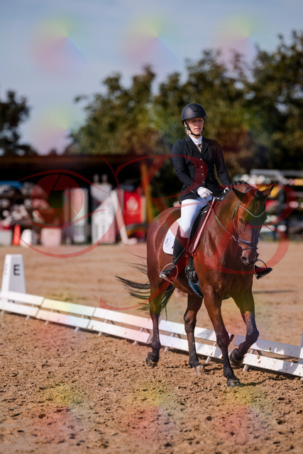 2026_10_03_Siefer-Hof_130744_Z81_58648005 | Professionelle Reitsport-, Turnier- und Eventfotografie von Robert Broda. Galerien mit ausgewählten und bearbeiteten Bildern direkt online ansehen und bestellen.