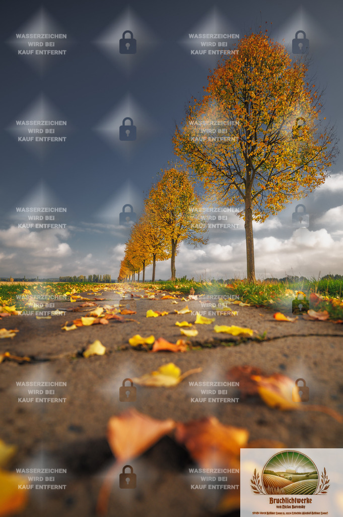 Blätterbruch | Professioneller Fotograf mit 10 Jahren Erfahrung. Landschafts- und Hochzeitsfotografie im Oderbruch. Workshops und beeindruckende Bilder für besondere Momente.