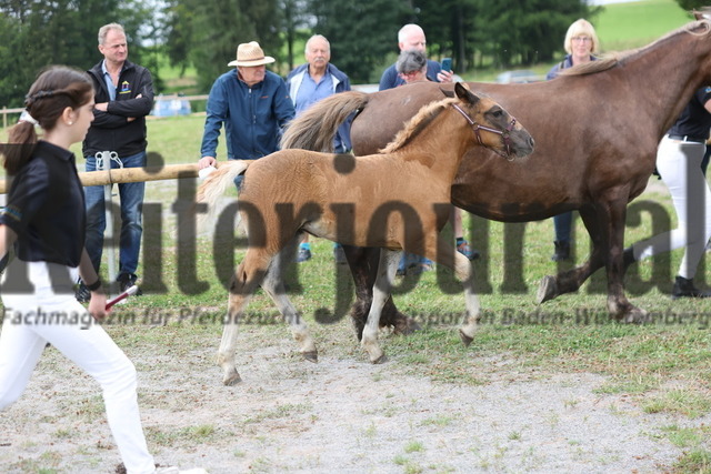 Fohlenprämierung_Sankt-Märgen_2024_KN_29_Flora (10) | Alle Fotos der Reiterjournal Fotografin Doris Matthaes im Reiterjournal Online-Fotoshop. - Realisiert mit Pictrs.com