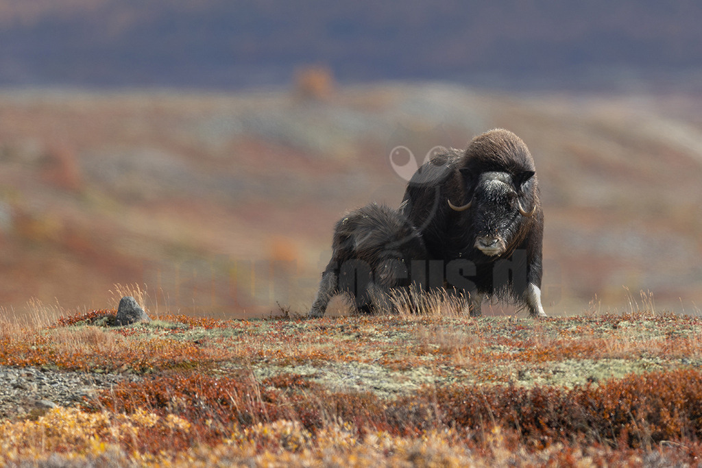 R5M26993_20260920 | Ein erwachsener Moschusochse (Ovibos moschatus) steht zusammen mit einem Jungtier auf einer weiten, herbstlich gefärbten Tundralandschaft. Das erwachsene Tier blickt aufmerksam nach vorne, während das Jungtier dicht bei ihm steht. Moschusochsen sind für ihr dichtes, langes Fell bekannt, das sie vor extremen arktischen Temperaturen schützt. Sie leben in Herden und ernähren sich hauptsächlich von Gräsern, Moosen und Flechten. Ihre Hörner sind an der Basis breit und wachsen dann nach außen und unten, bevor sie an den Spitzen wieder nach oben zeigen. Diese Tiere sind perfekt an das raue Klima der Arktis angepasst und kommen unter anderem in Norwegen vor. - Realisiert mit Pictrs.com