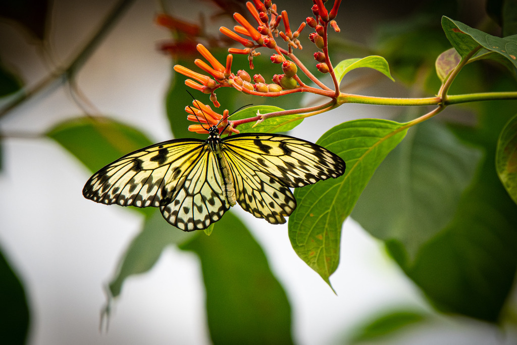 HFG_4931-Verbessert-RR | Holzisphotography, Landschaftsfotografie, Wildlifefotogorafie - Realisiert mit Pictrs.com