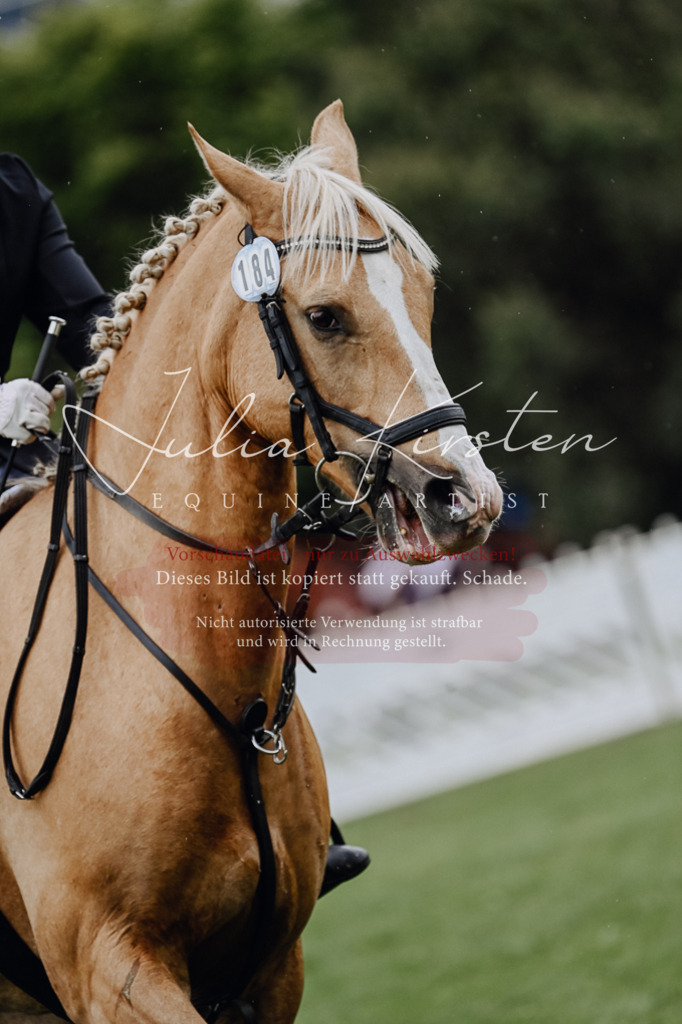 DSC_6881 | Pferde- und Turnierfotografie in Westsachsen. Pferdeportraits, Auftragszeichnungen und intuitive Kunst.