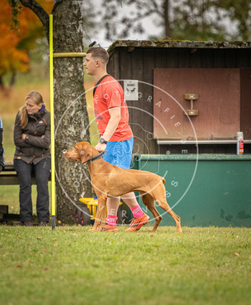 Pfotenfotografie_DV3A7116 | Hundefotografie, Tierfotograf, Pfotenfotografie, Fotoshooting Hund, Hunde Portrait, Hundesport, Hundeportraits, Heideshooting, Hunde, Sportfotograf, Hundefotograf, Turnierhundsport, THS,  - Realisiert mit Pictrs.com
