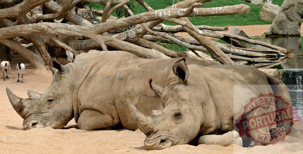 White rhinoceros family relaxing in warm sand | Two white rhinoceros resting on sand near water and dead trees - Realized with Pictrs.com