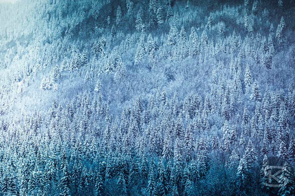 Verschneiter Winterwald: Bewaldete Berghänge in Blau und Weiß | Ein verschneiter Winterwald der sanft abfallende Berghänge zeigt, die vollständig von einem dichten Nadelwald bedeckt sind. Der untere Teil des Bildes ist in tiefes Blau und Türkis getaucht, während die oberen Bereiche in ein helles, dunstiges Pastellblau übergehen, was eine kühle und ätherische Atmosphäre schafft. - Realisiert mit Pictrs.com