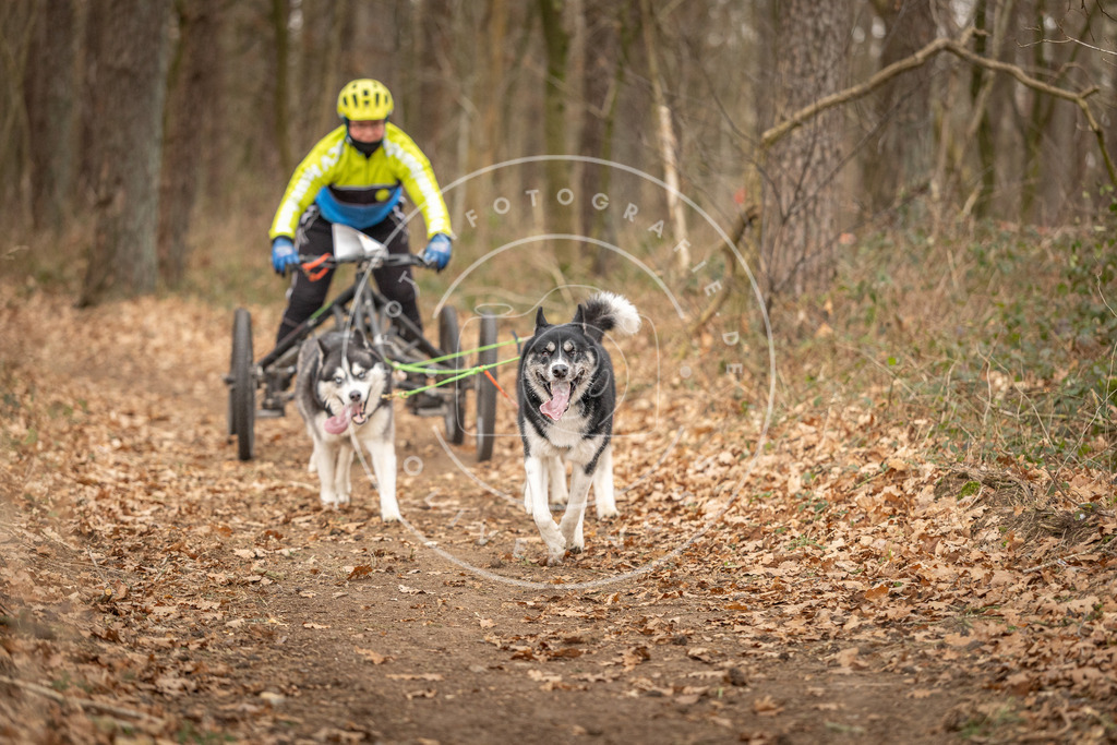 Pfotenfotografie_DV3A9014 | Hundefotografie, Tierfotograf, Pfotenfotografie, Fotoshooting Hund, Hunde Portrait, Hundesport, Hundeportraits, Heideshooting, Hunde, Sportfotograf, Hundefotograf, Turnierhundsport, THS,  - Realisiert mit Pictrs.com