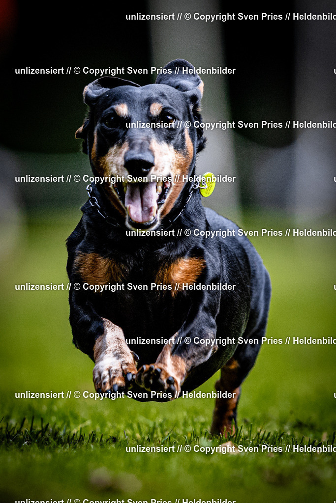 Sven Pries | 2025-10-03 - Hunderennen Obergrombach - Realisiert mit Pictrs.com