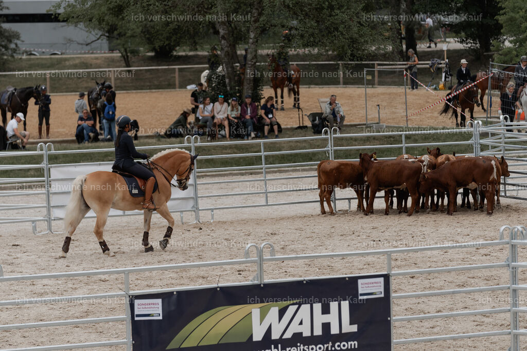 WE__Stoib_Rinder_PI2025_3079 | Pferd International München 2025