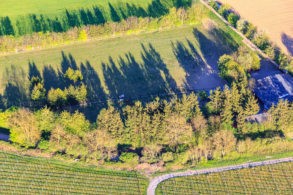 Luftbild: Koppel von Trakehner-Friedrich in Minfeld im Bundesland Rheinland-Pfalz in Deutschland. Foto: IMG_077366.jpg vom 21.04.2015 durch Werner Riehm/FLY-FOTO.de